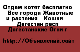 Отдам котят бесплатно  - Все города Животные и растения » Кошки   . Дагестан респ.,Дагестанские Огни г.